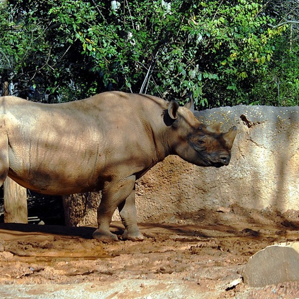 næsehorn nationalpark