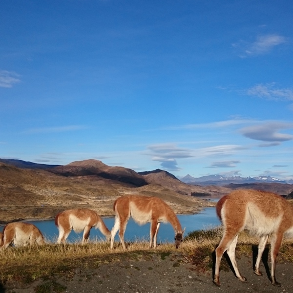 Rejser til Patagonia