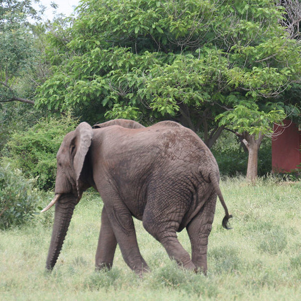 Elefant går forbi hytterne på Mohlabetsi
