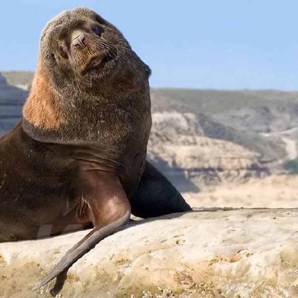 Rejs til peninsula valdes og mød en søløve