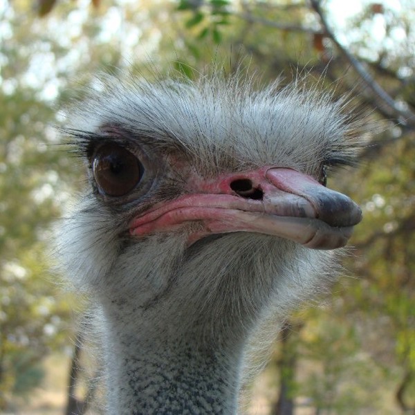 Struds, Mpala Safari lodge, Sydafrika