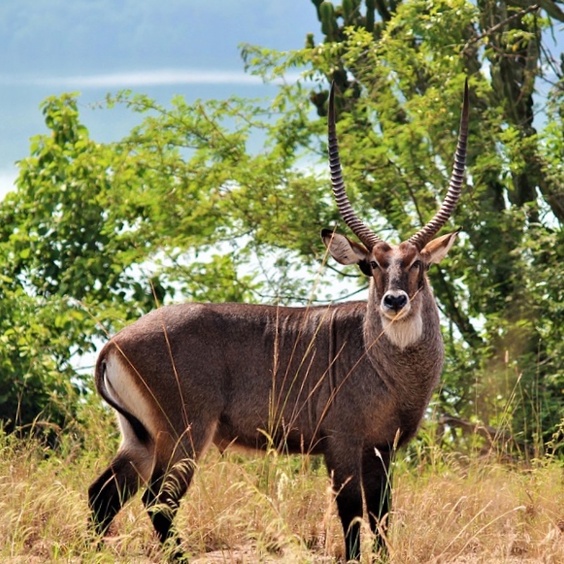 safari i uganda - redigeret