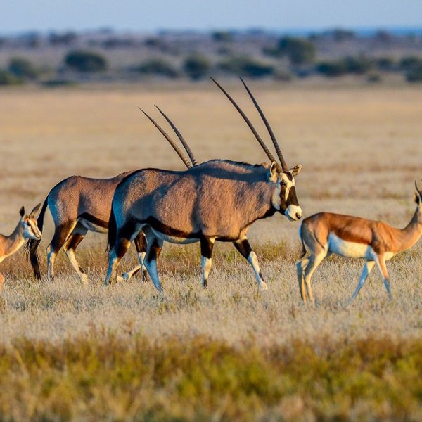 Flotte oryxer på ved over Nxai Pan