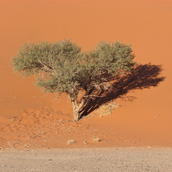 Et enligt træ i den namibiske ørken