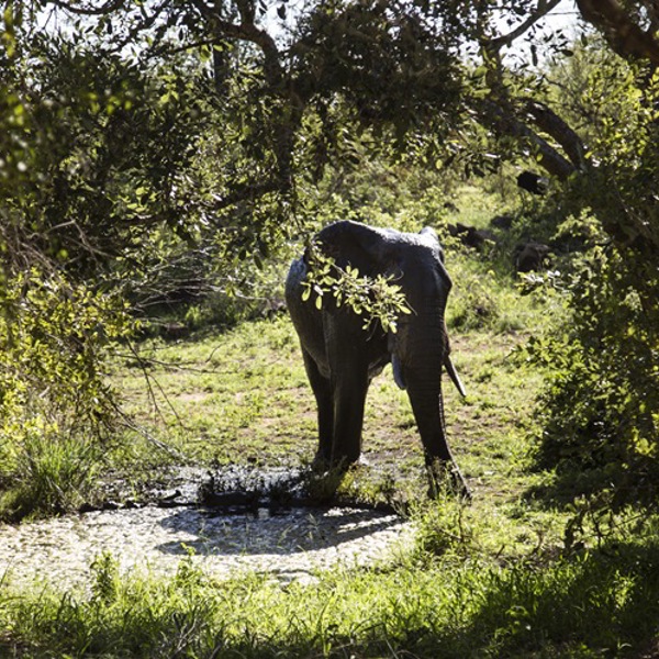 Pool ved vandhul ved Machaton