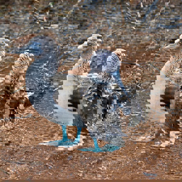 Rejser til Galapagos