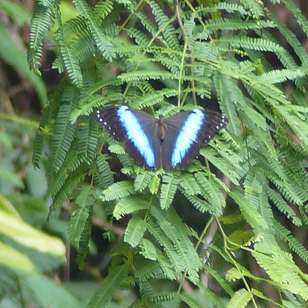 guyana morpho