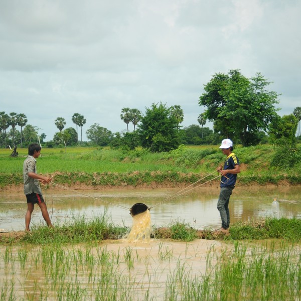 Der plantes ris, Siem Reap, Cambodia