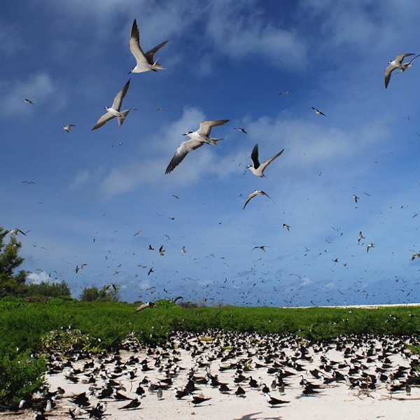 La Digue, Seychellerne