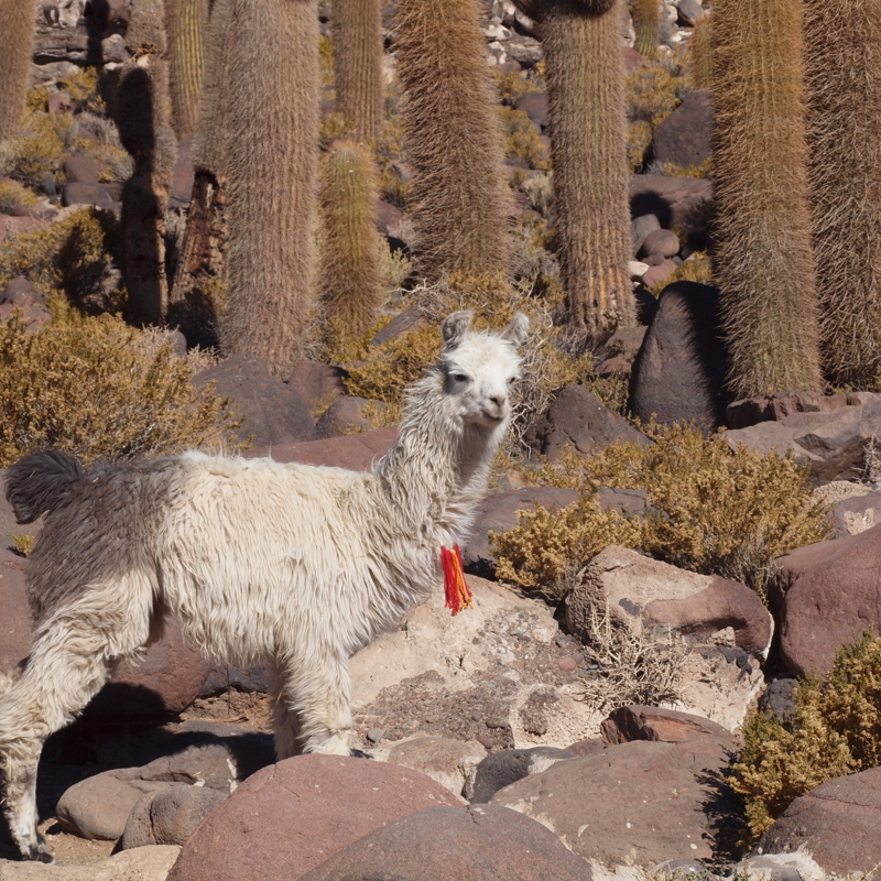 I:\AXUMIMAGES\Sydamerika\Bolivia\CP851 - Den ultimative Bolivia rundrejse\bolivia chile 208