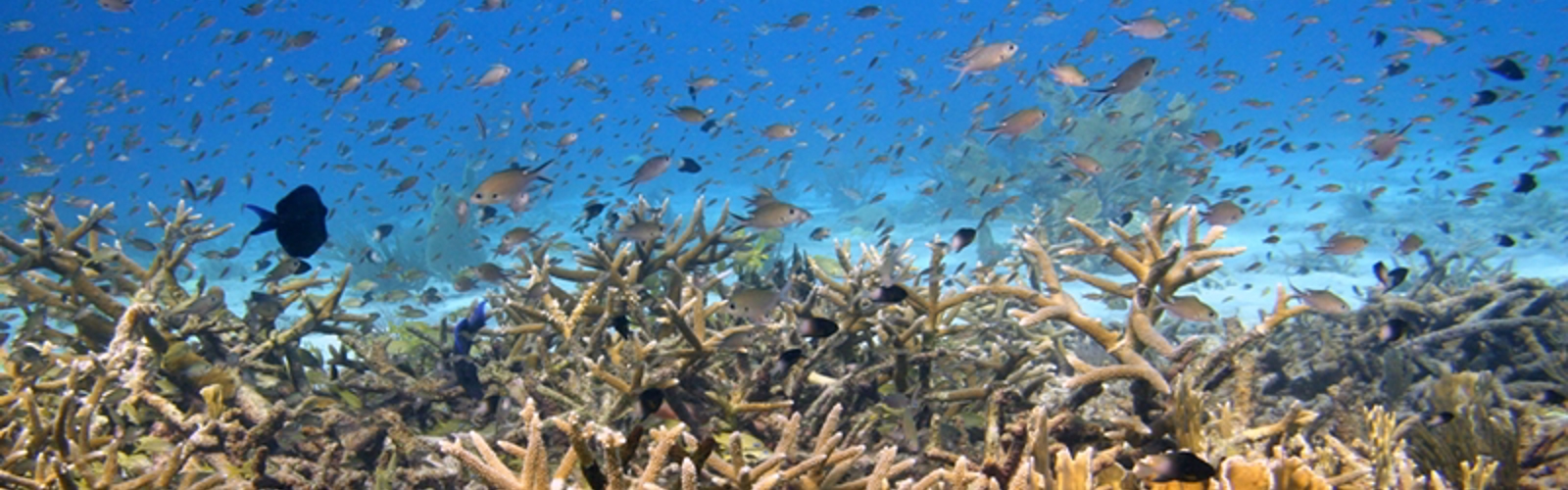 Fisk og koraller i det caribiske hav