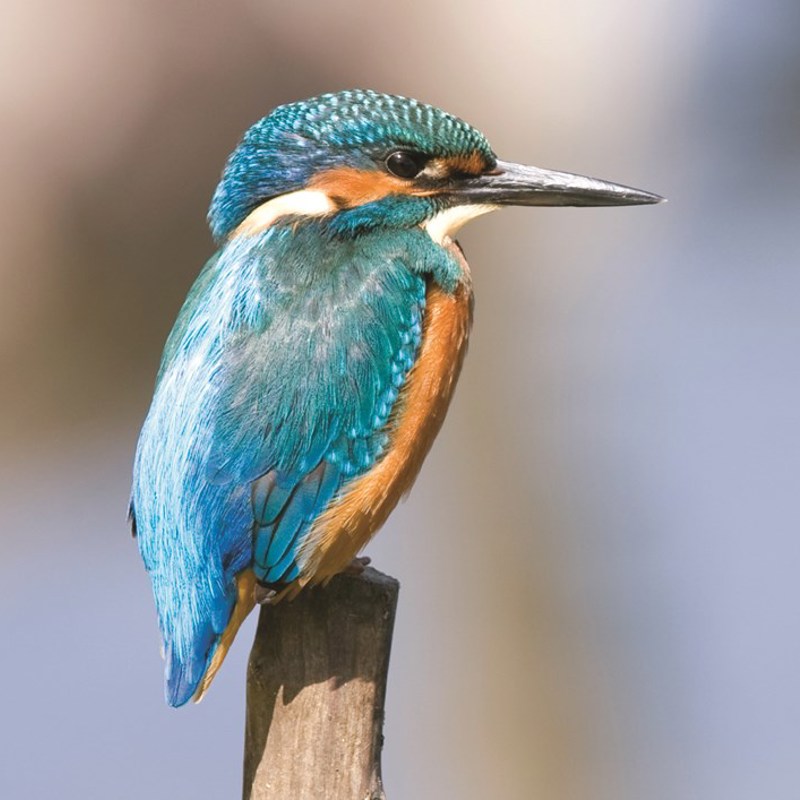 Isfugl - Kingfisher, Borneo