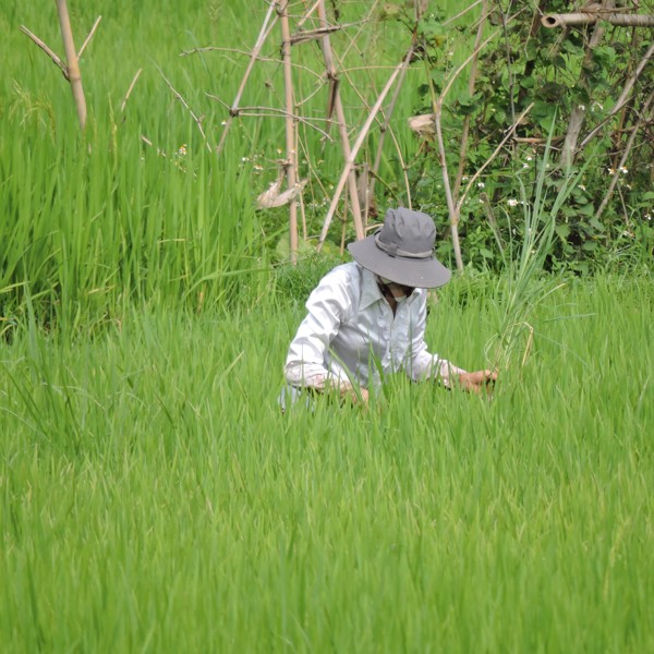 Risbonde i Mai Chau, Vietnam