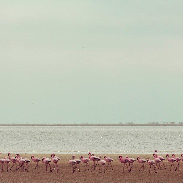 Flamingoer ved vandet i Windhoek