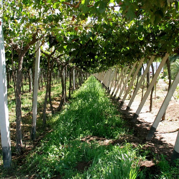 Man bør næsten besøge et par af vingårdene, når man er i Mendoza, Argentina