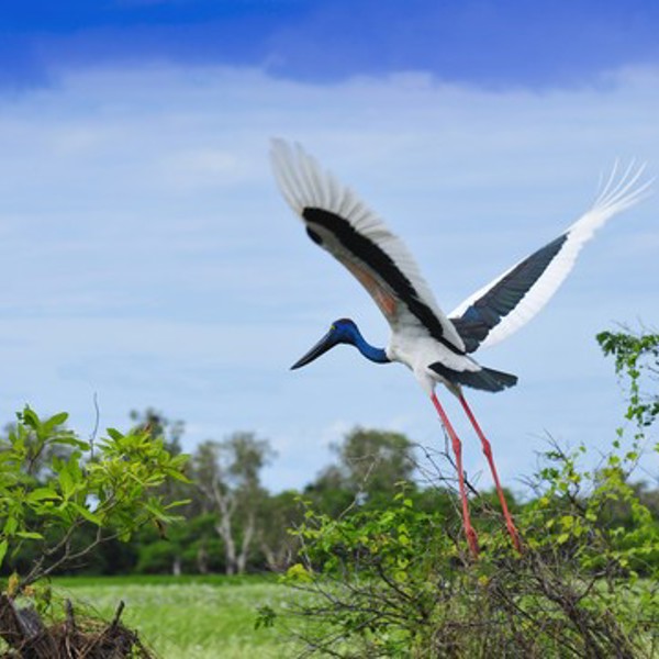 Jabiru stork, Kakadu National Park, Australien