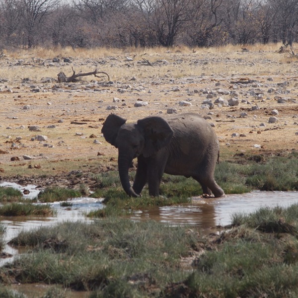 Elefant spreder ørerne