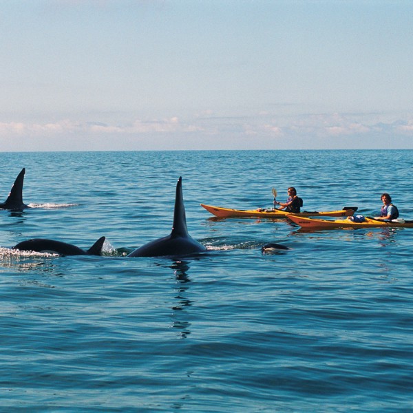 Delfiner leger omkring kajakkerne, Abel Tasman National Park, Nelson, New Zealand