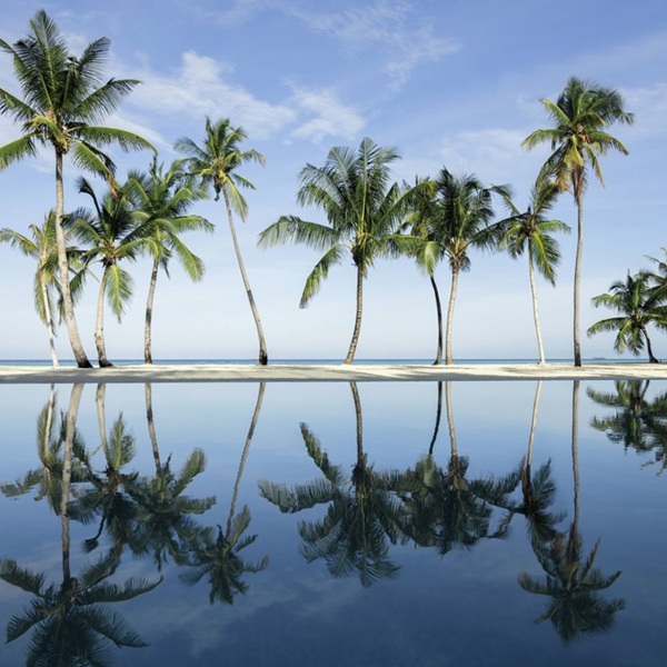 Palmer spejlet i uendelighedspool på Pullman Muumutaa Maldiverne