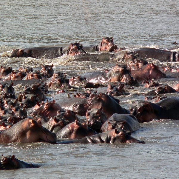Legende flodheste i floden