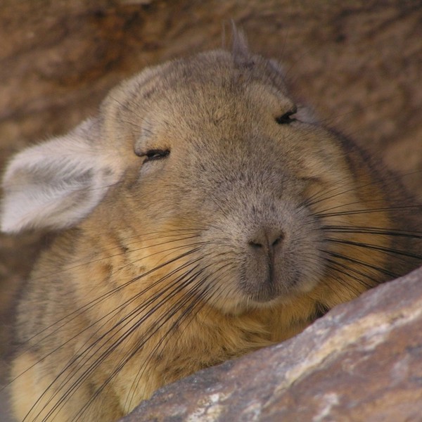 viscacha