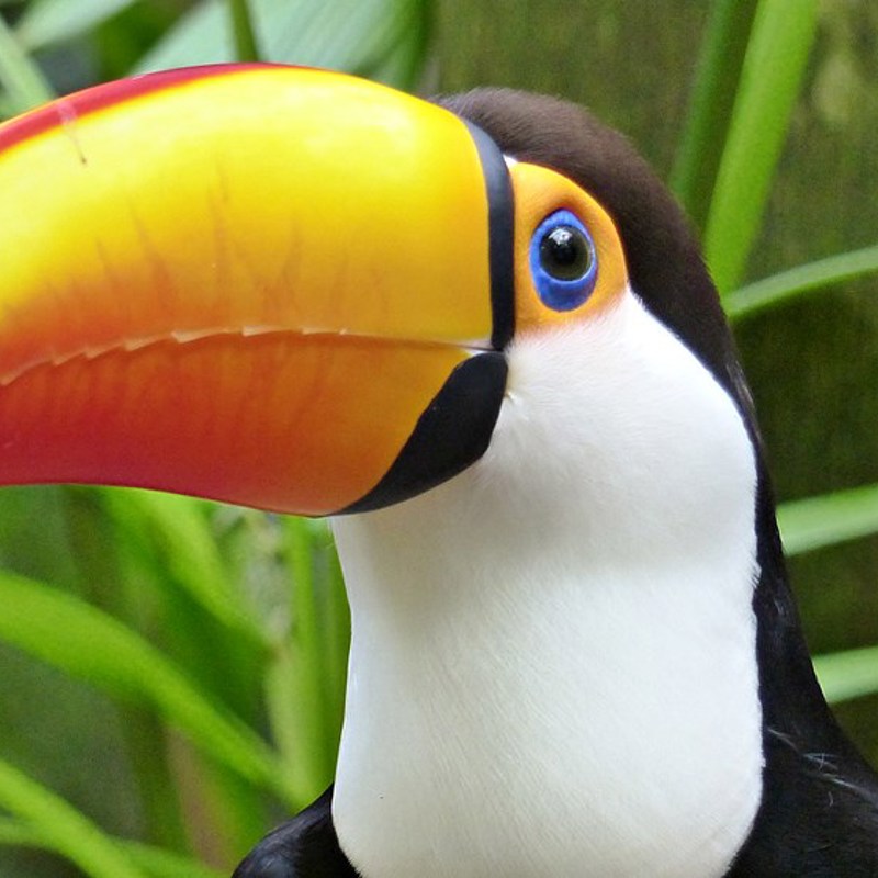 Rejser til Brasilien