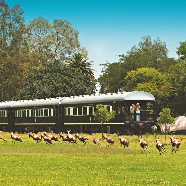 Tog og golfsafari i Sydafrika