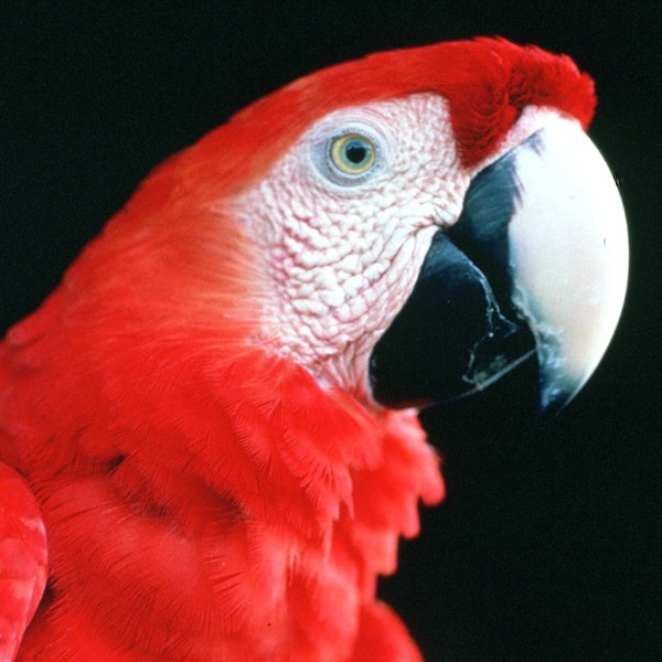 Der er muligheder for at se den smukke macaw