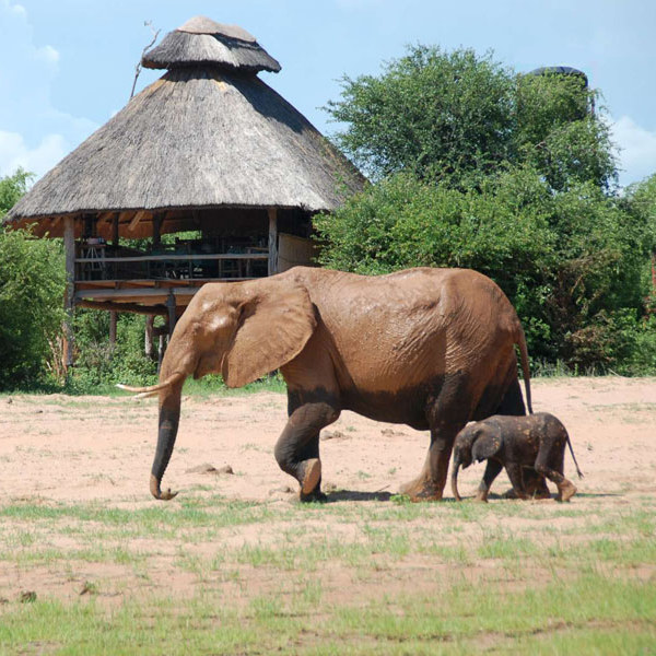 elefanter og safari i afrika