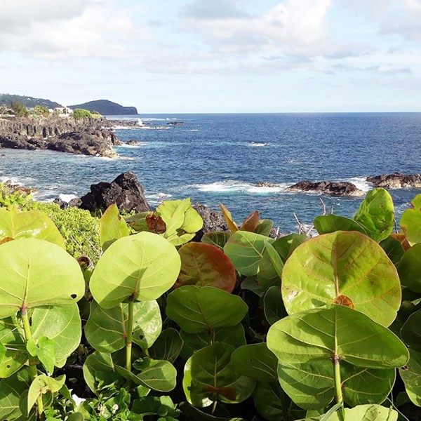 Mangrove ved Reunions kyst