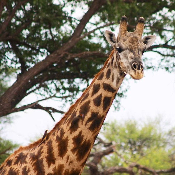 Kwando River, Botswana