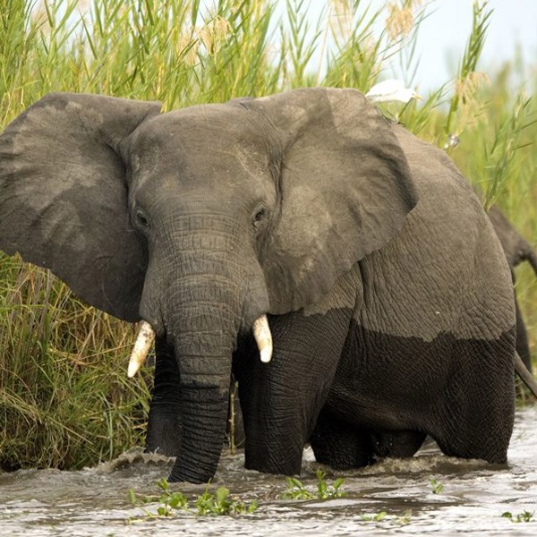 Oplev elefanter på en rejse til Malawi