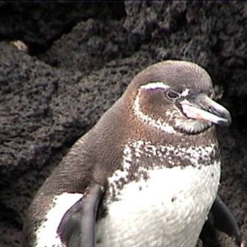 Galapagos Penguin
