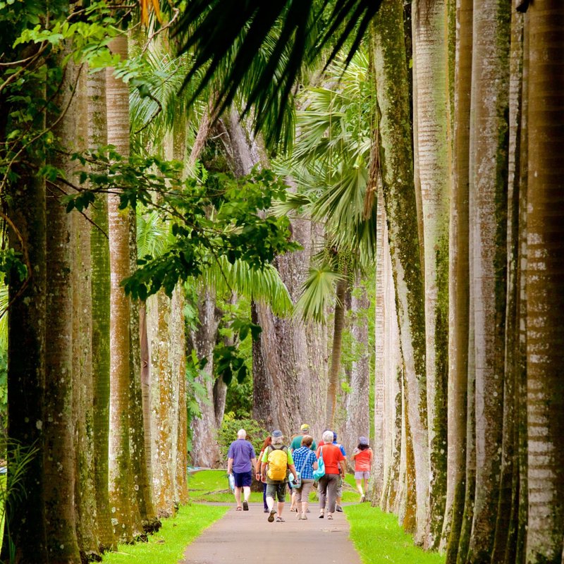 112692-Pamplemousses-Botanical-Garden