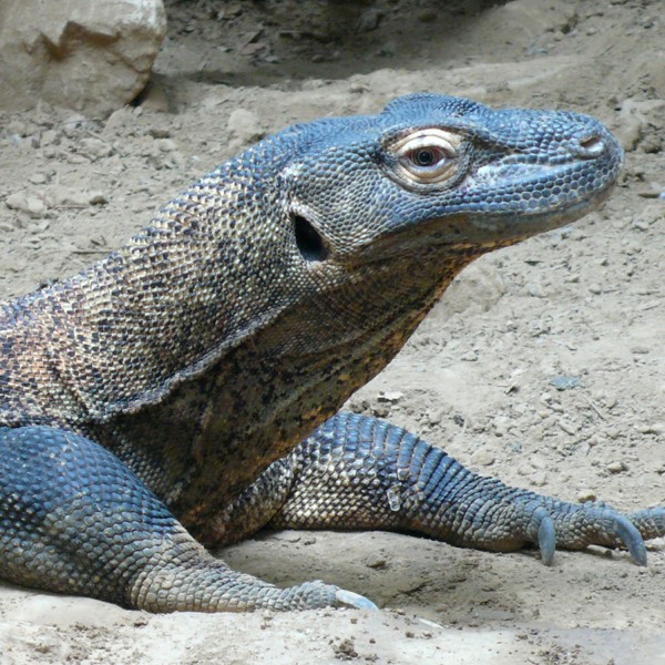 Komodo, Indonesien