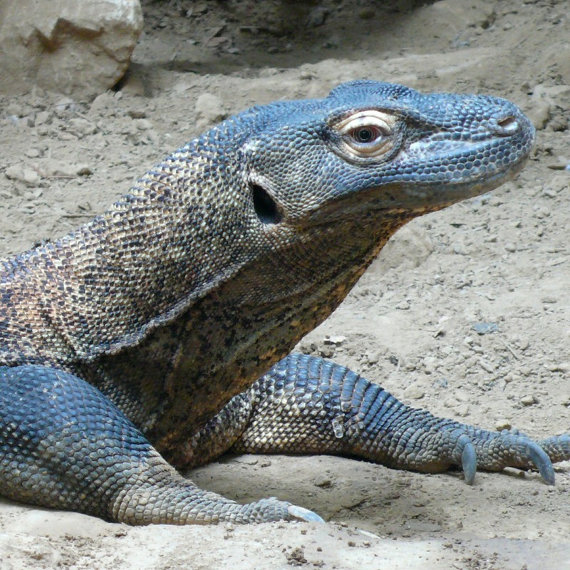 Komodo, Indonesien