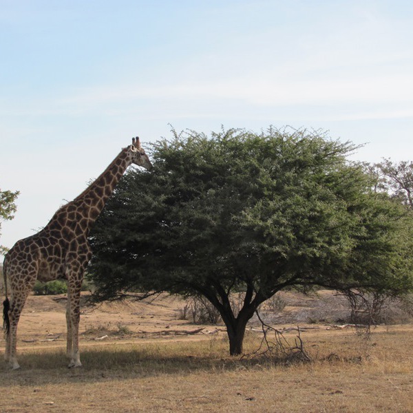 Giraf ved Umlani Bushcamp