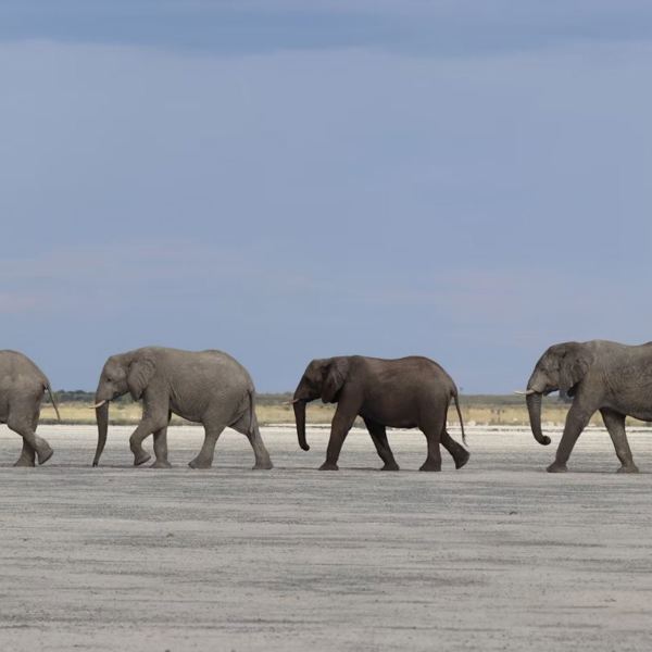 Elefanter i Botswana