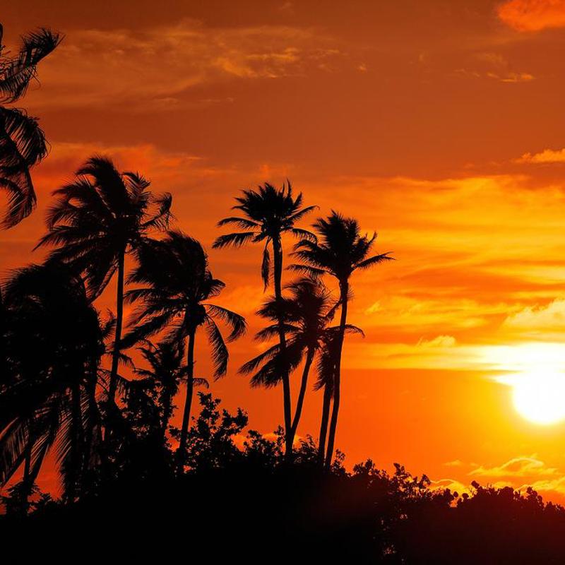 Palmer og aftenrødme på Islas de San Bernardo