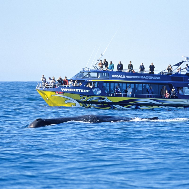 Hvalsafari, Kaikoura, New Zealand