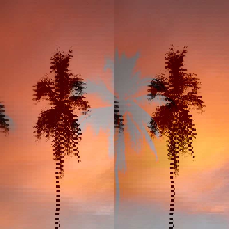 Palme ved Solnedgang i Acapulco