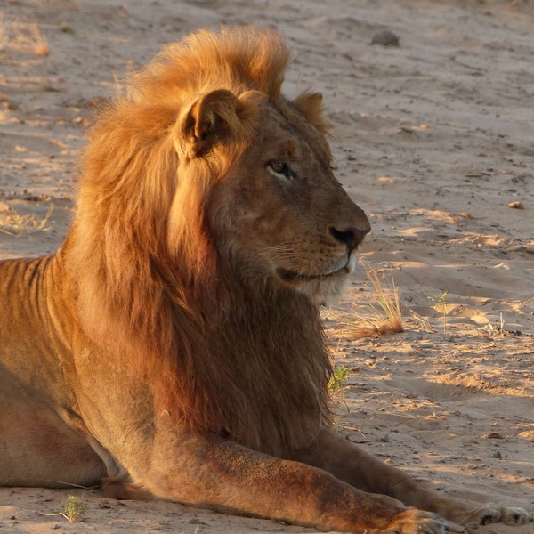 South Luangwa, Zambia