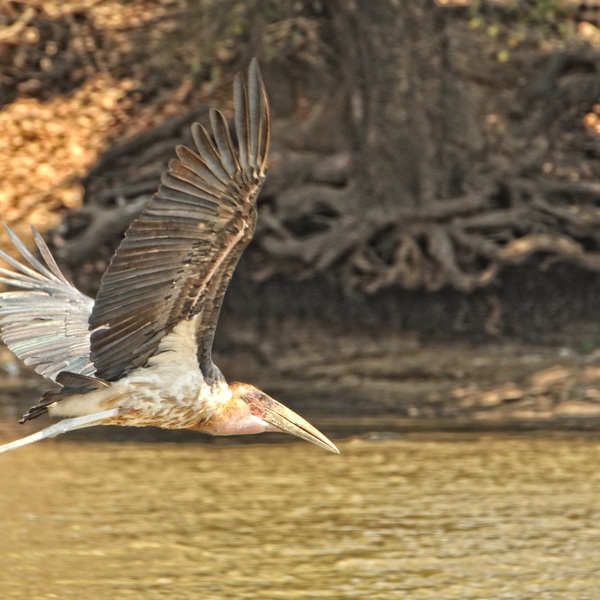 Fugl flyver i landskabet