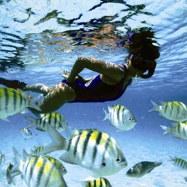 Snorkling blandt farverige fisk