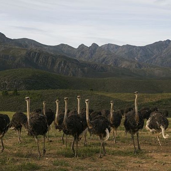 Strudseflok, Oudtshoorn, Sydafrika