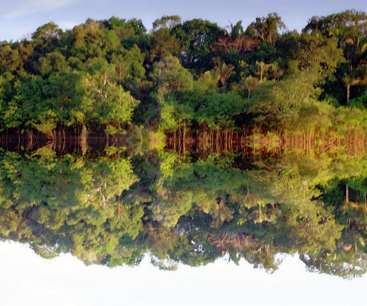 baggrund spejljungle