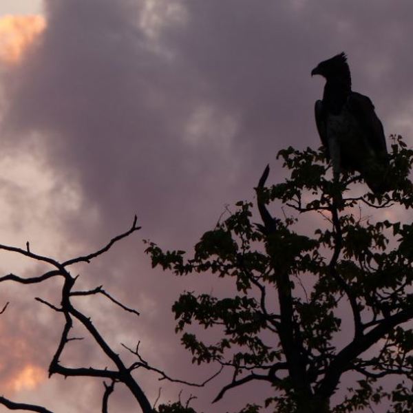 Aftenhimmel og ørn - Sydafrika