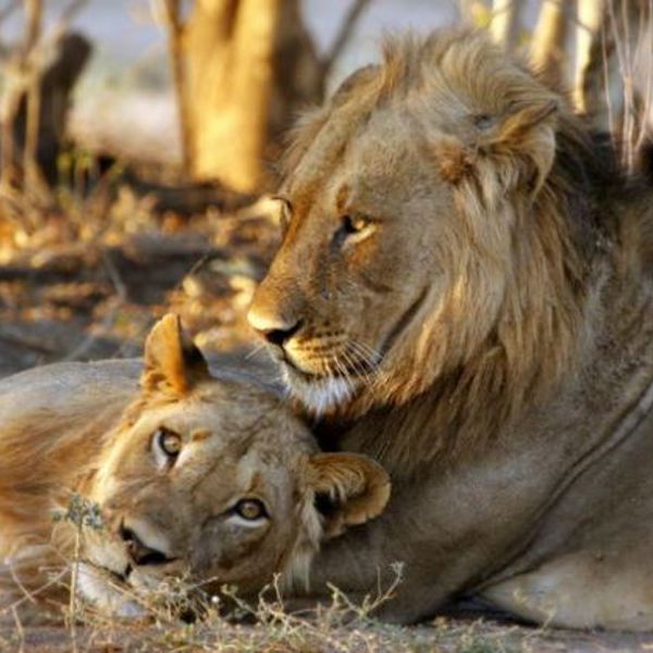 Mana Pools - Lions
