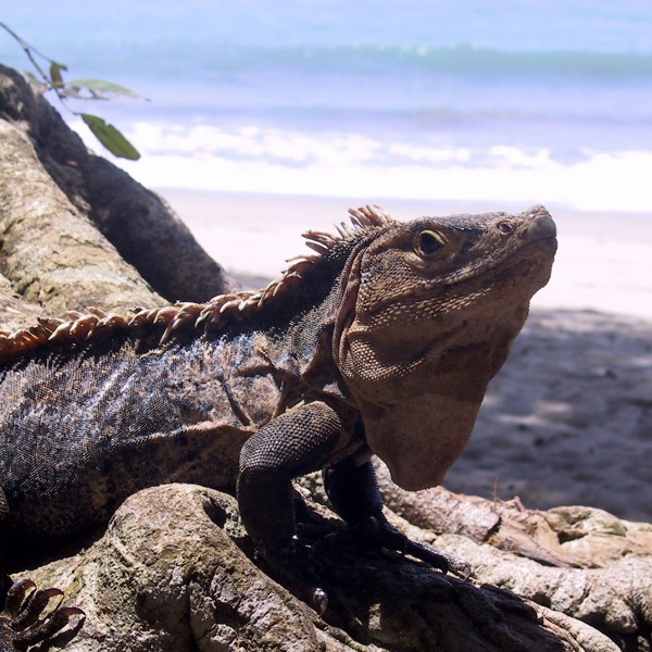leguan, Costa Rica