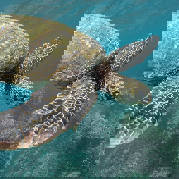 Rejser til Galapagos